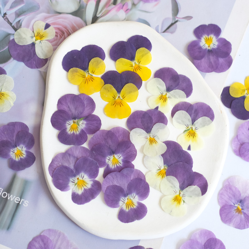 12pcs,nature Pansy Dried Flowe - огляд і ціна Photo Beauty Makeup